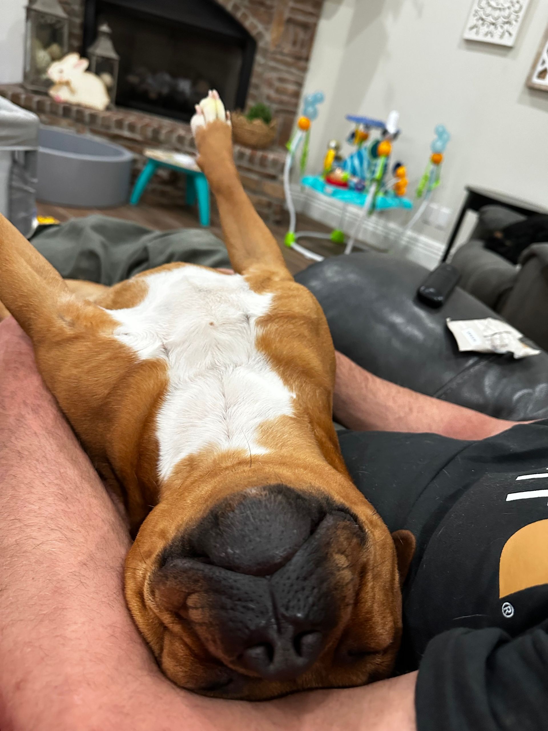 Boxer dog upside down in lap, showing belly. Brown fur, white chest, relaxed expression. Indoors.