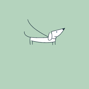 White dachshund on a leash, looking upwards. Green background.