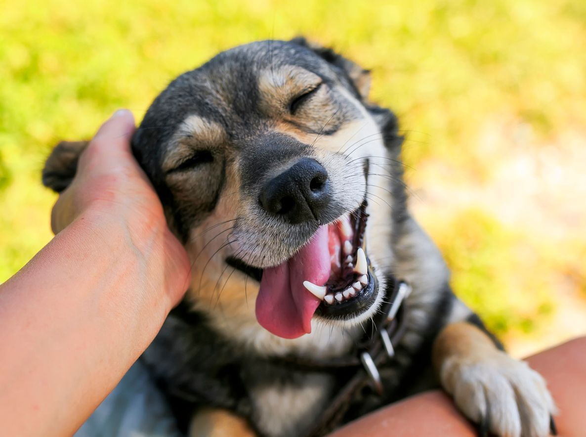 Dog enjoying a petting session, eyes closed, tongue out, smiling, hand petting.