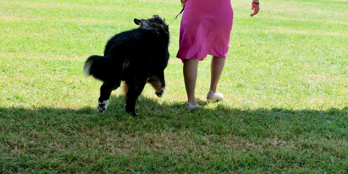 A black dog with white fur on its tail runs on a green lawn with a person in a pink dress.