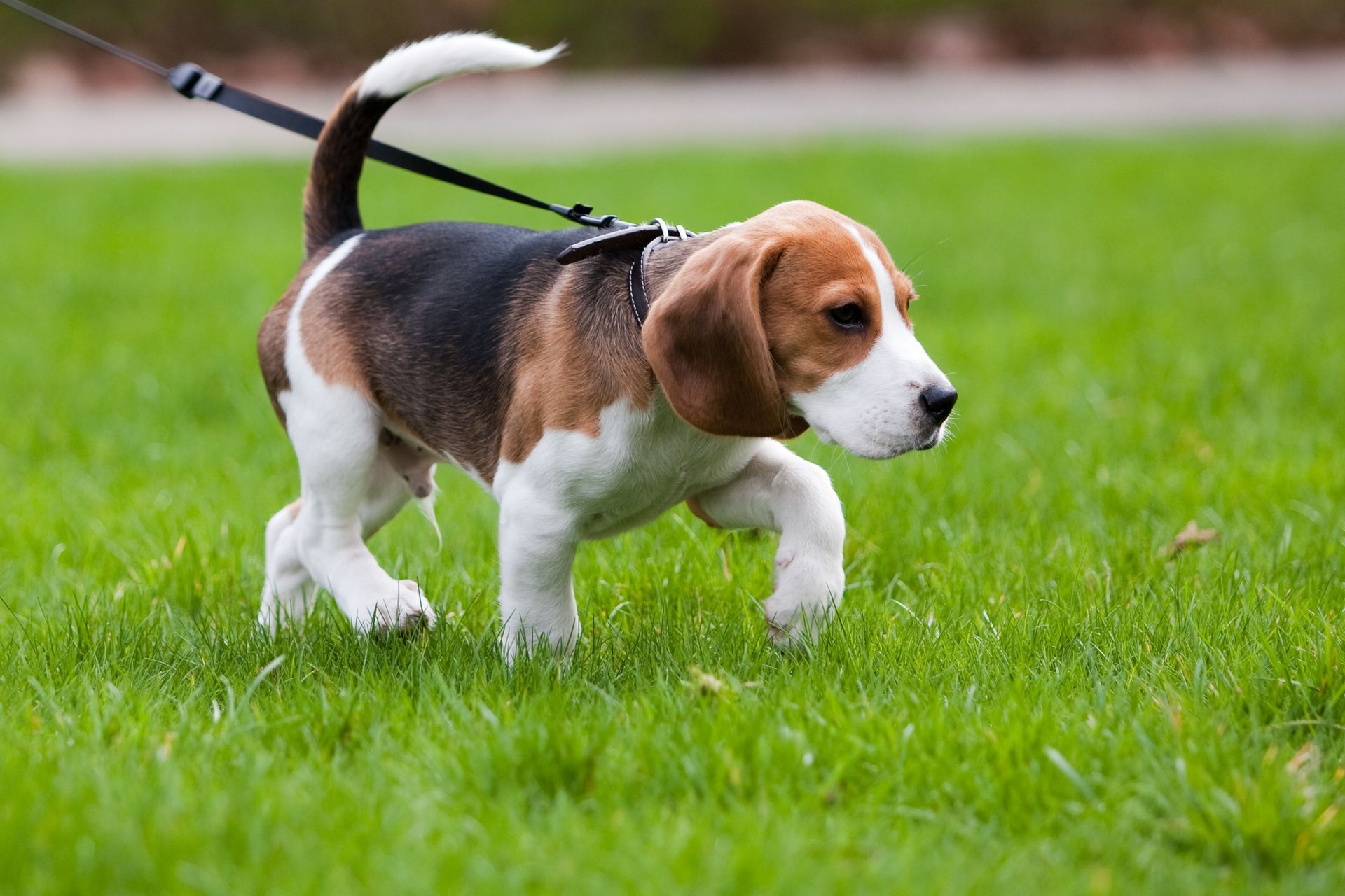 Beagle puppy on a leash walking on green grass, with tri-color markings: white, brown, and black.
