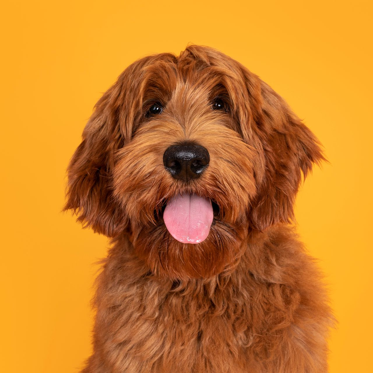 Golden-brown Goldendoodle dog with tongue out, against a vibrant orange background.