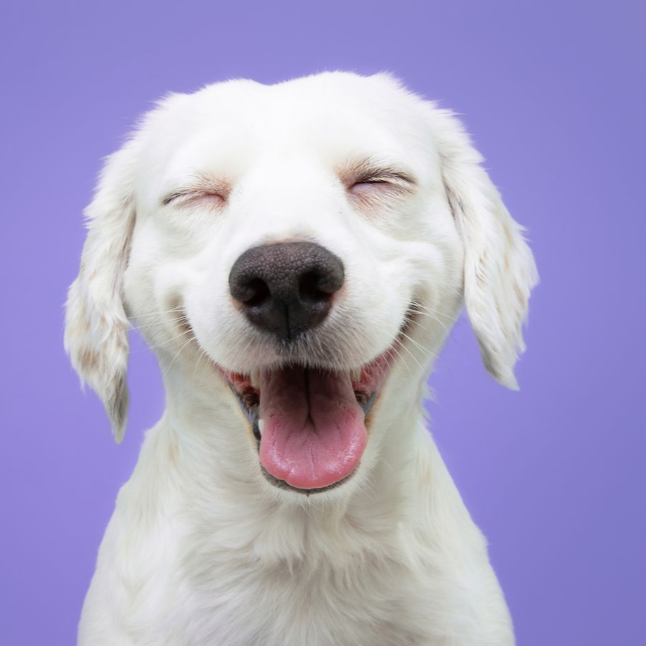 Smiling white dog with closed eyes and pink tongue, set against a purple backdrop.