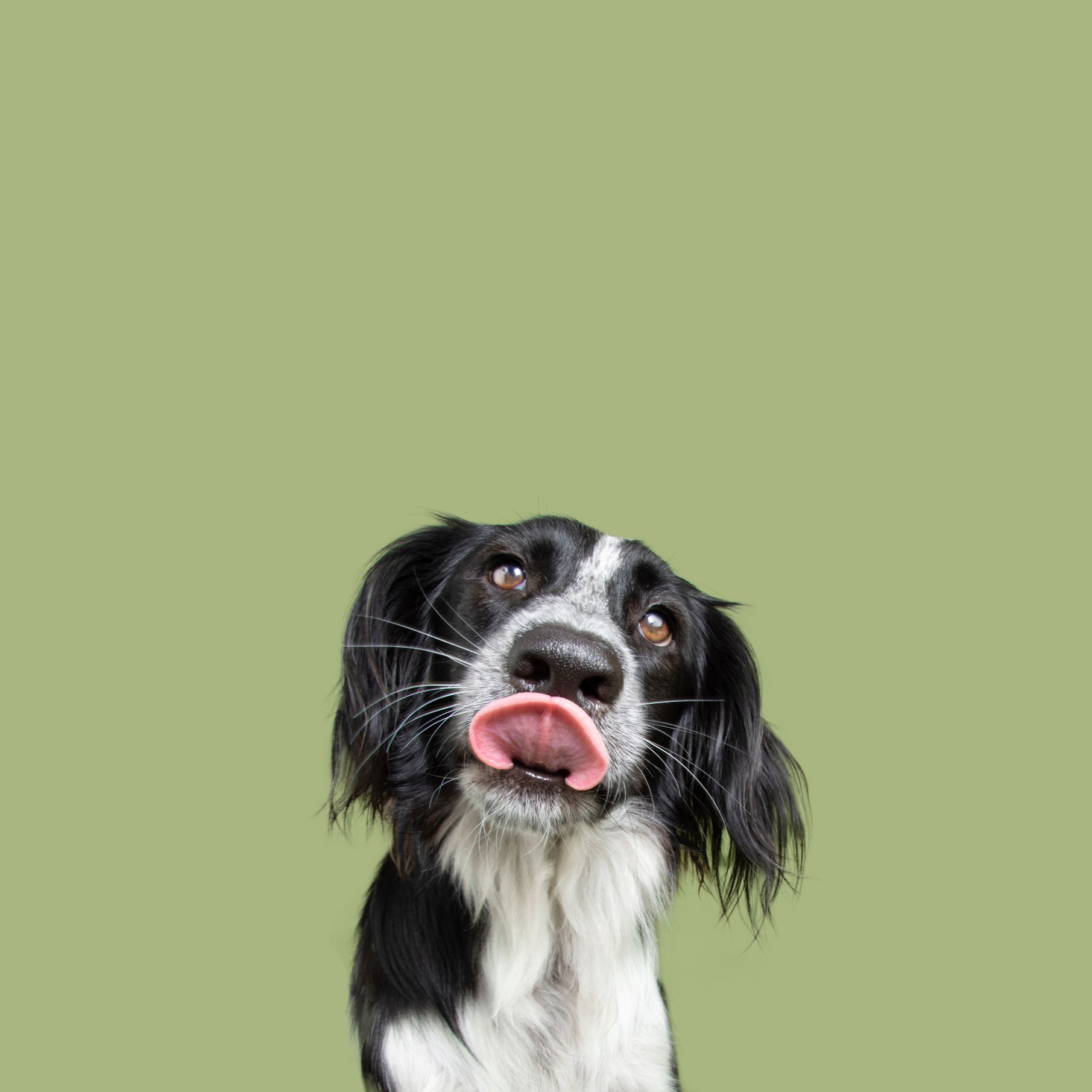 Black and white dog with tongue out, looking up, against a light green background.