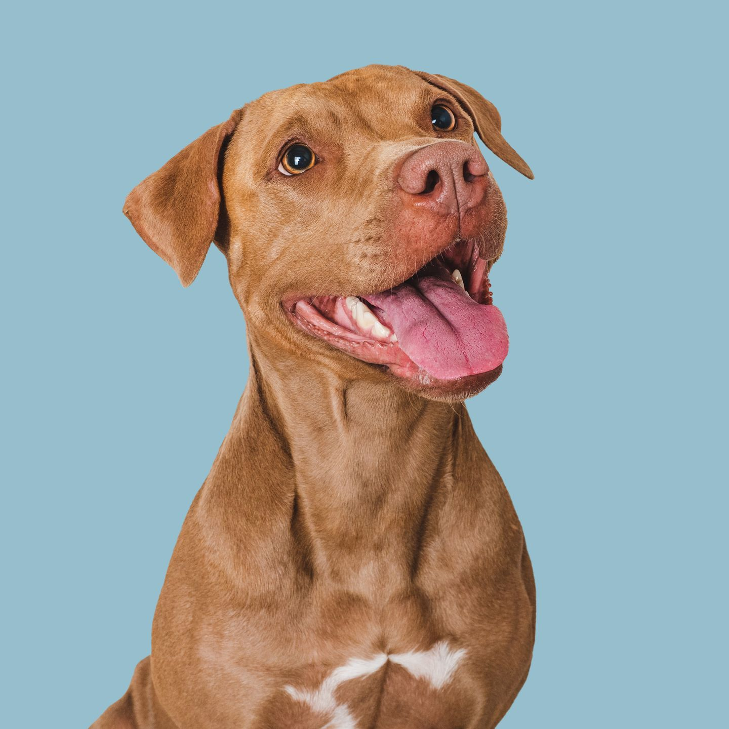 Brown dog with white chest patch, panting with tongue out, against blue background.