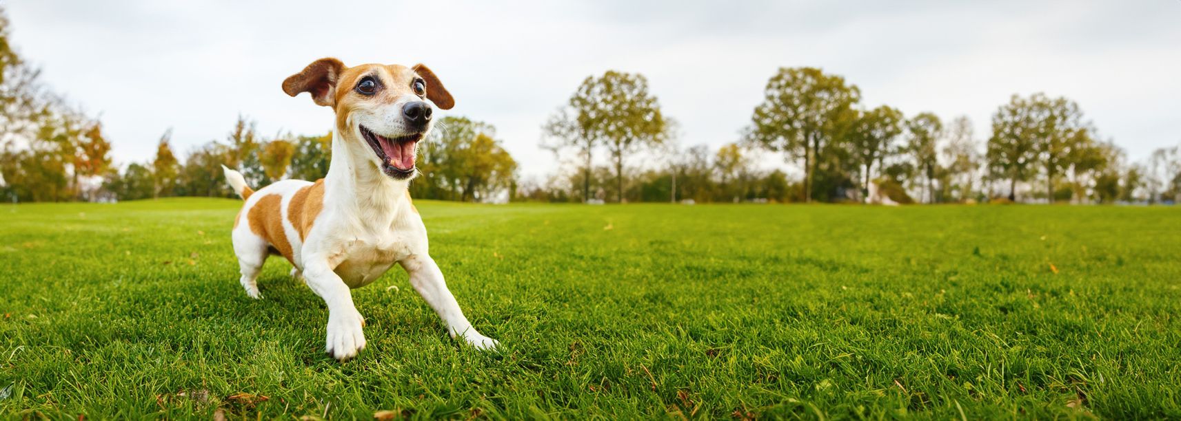 Happy dog running in a green field with trees and a cloudy sky.