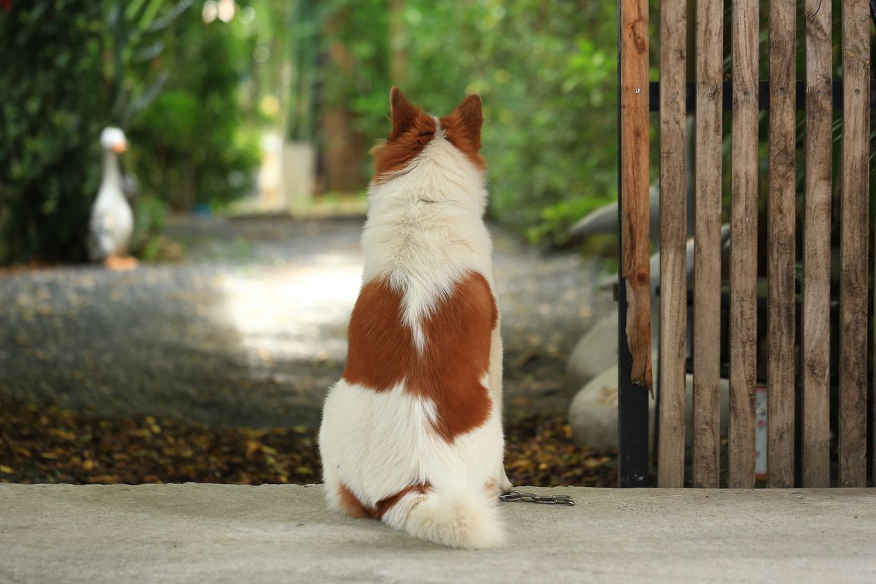 Dog with brown and white fur looking at a goose on a path; setting appears to be outdoors.