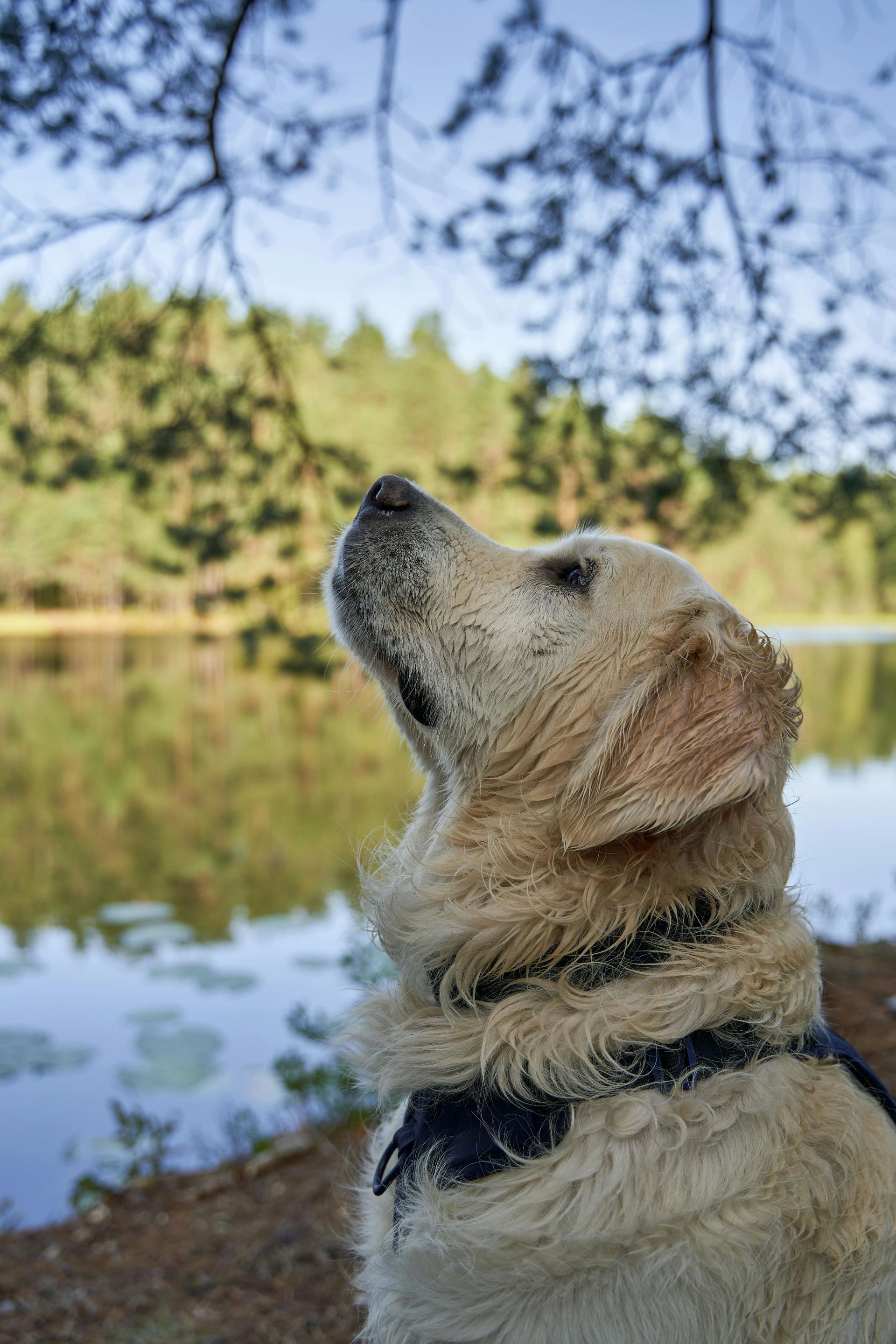 Golden Retriever gazing upwards near a lake, wearing a harness; serene outdoor setting.