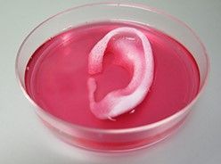 3D-printed ear scaffold