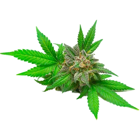 Green cannabis bud with serrated leaves on a white background
