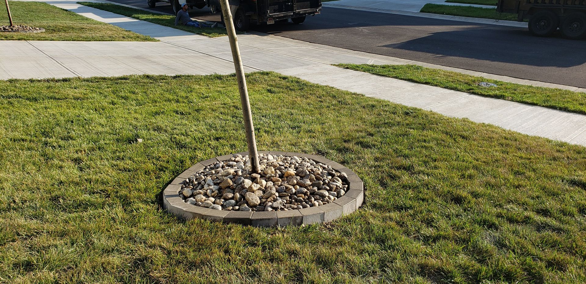 A tree is sitting in the middle of a lush green lawn next to a sidewalk.