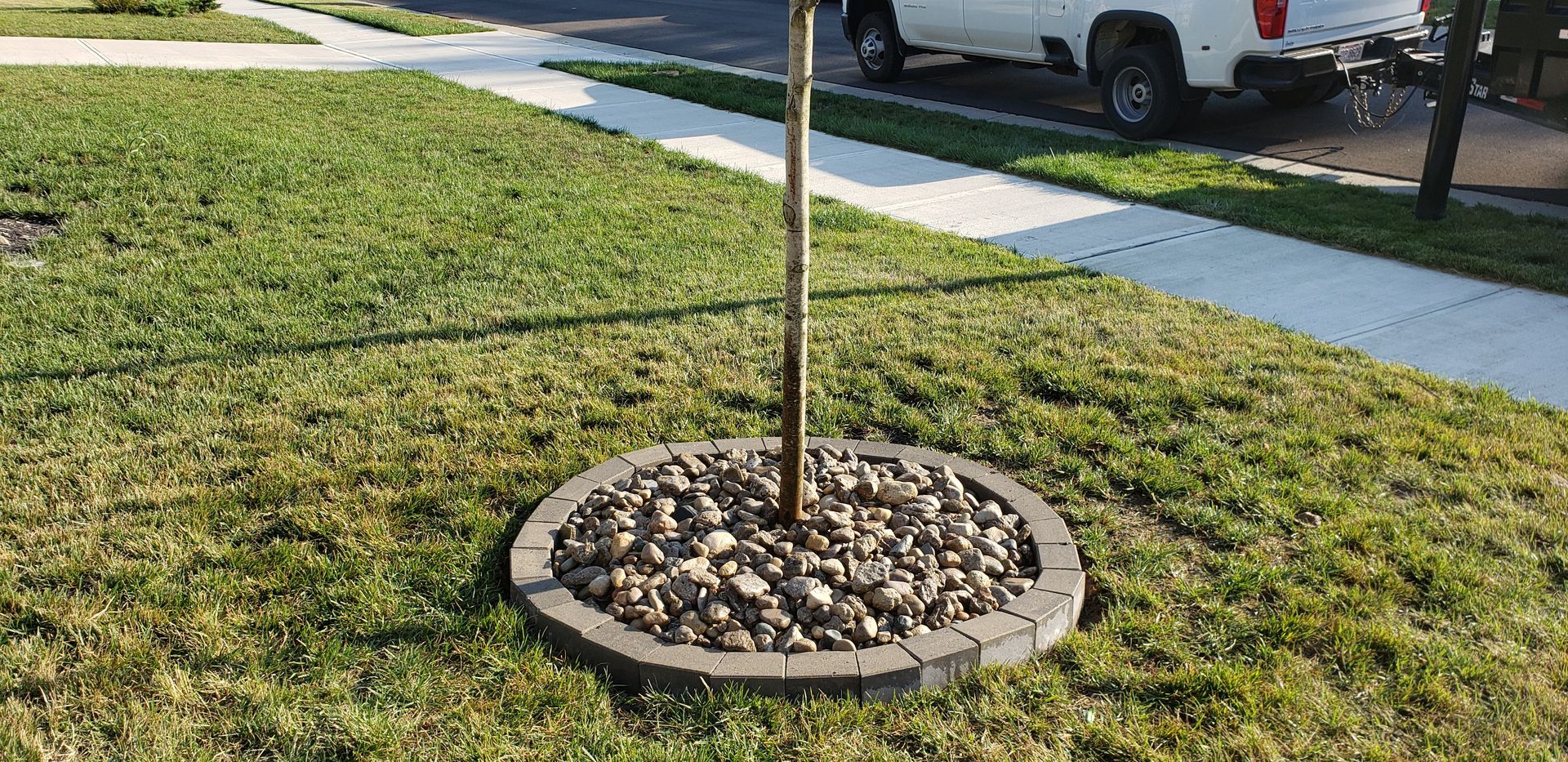 A tree is sitting in the middle of a lush green lawn next to a sidewalk.