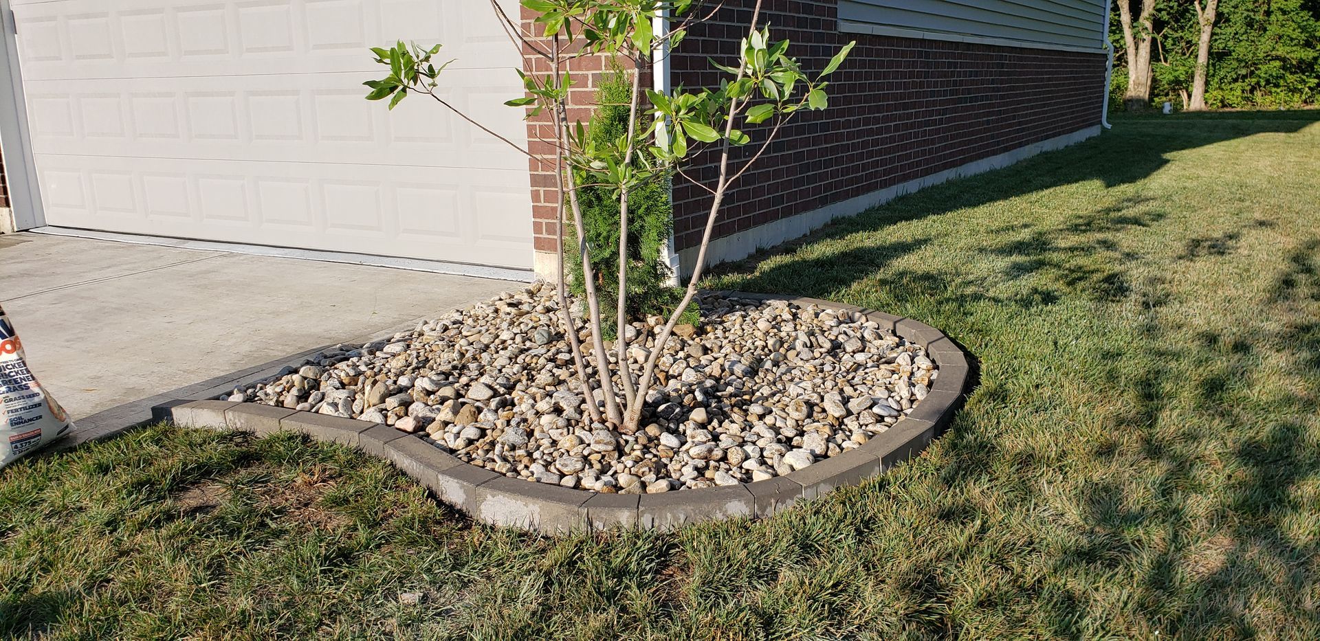 A tree is sitting in the middle of a lawn next to a house.