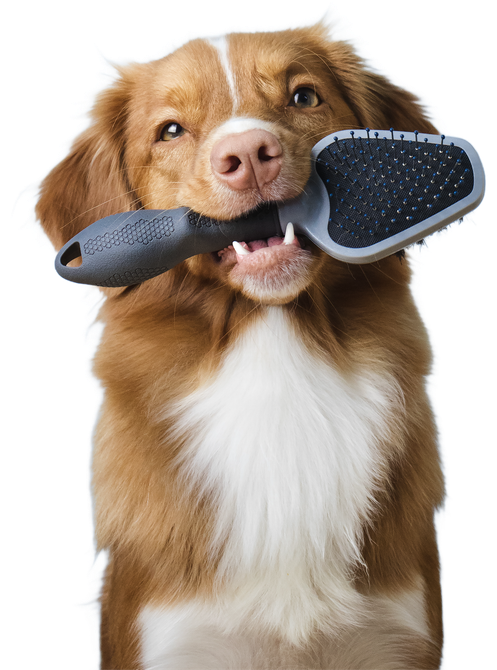 Nova scotia duck tolling retriever dog holding a brush in its mouth, groomer, grooming, dog shedding season