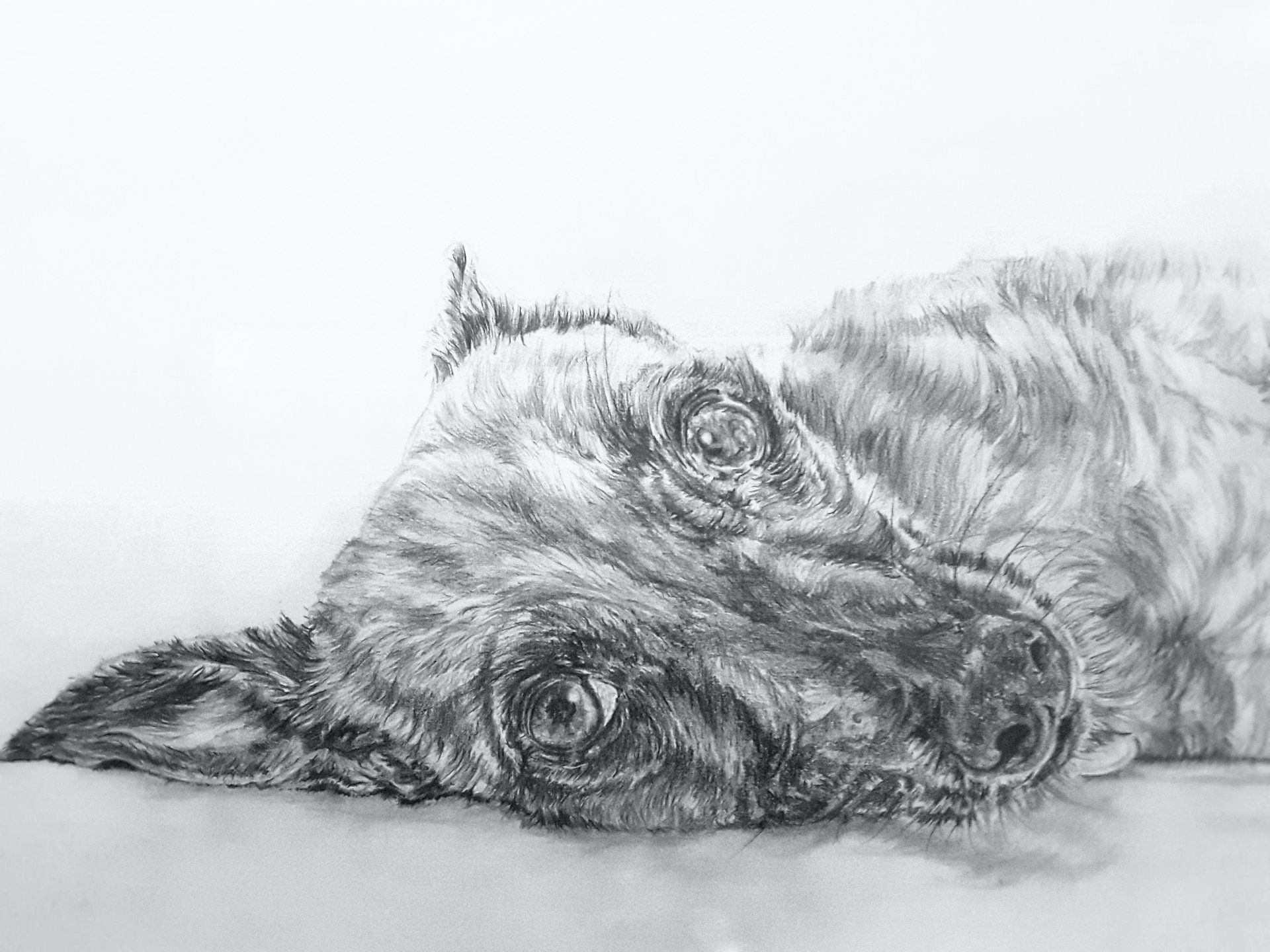 pencil drawing of Finn dog