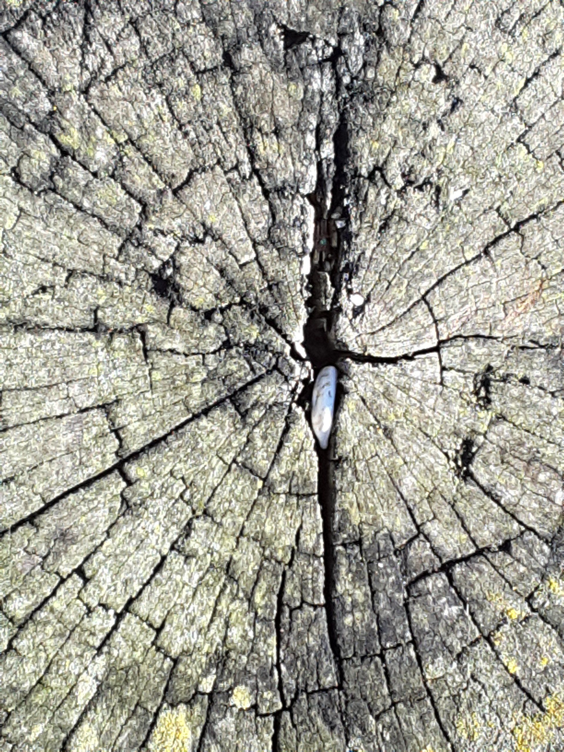 beach wood section as inspiration