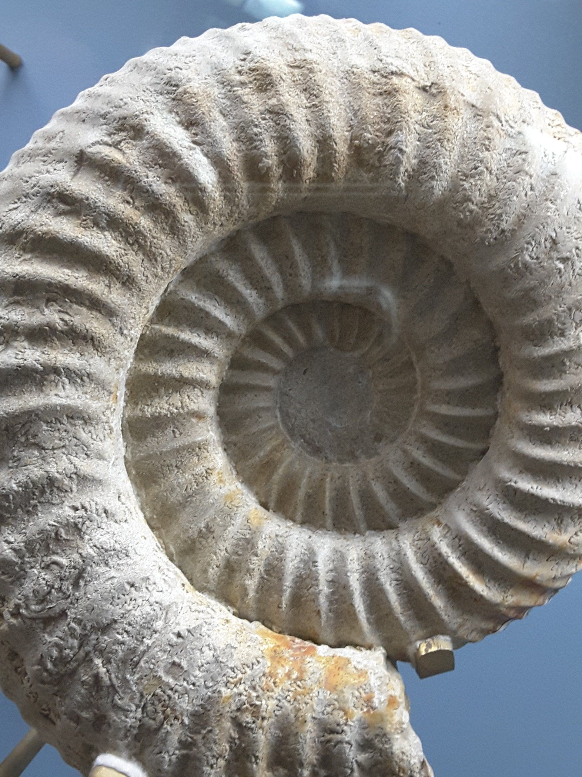 Natural form of a spiral shell