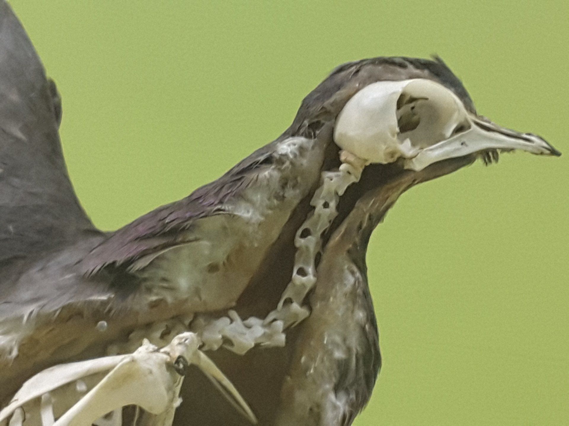 Natural history bird with feathers and inner skeleton