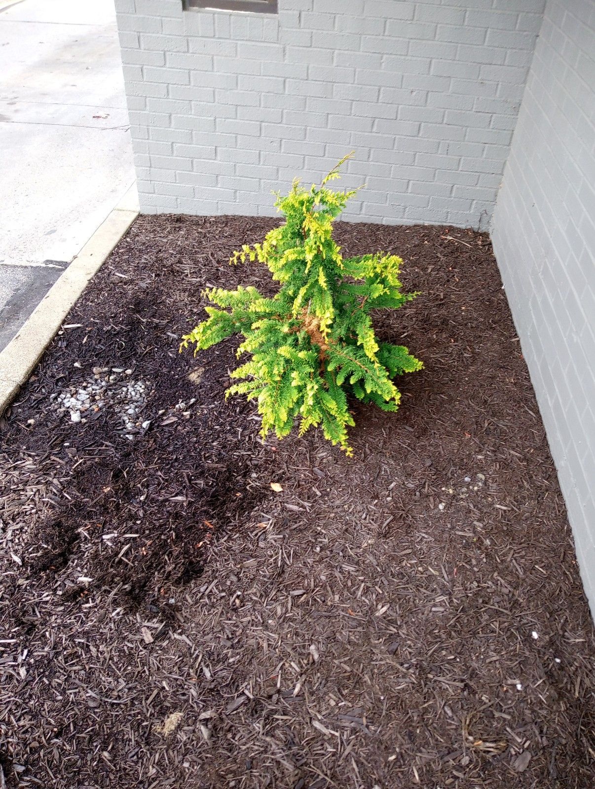 A small tree is growing out of a pile of mulch.
