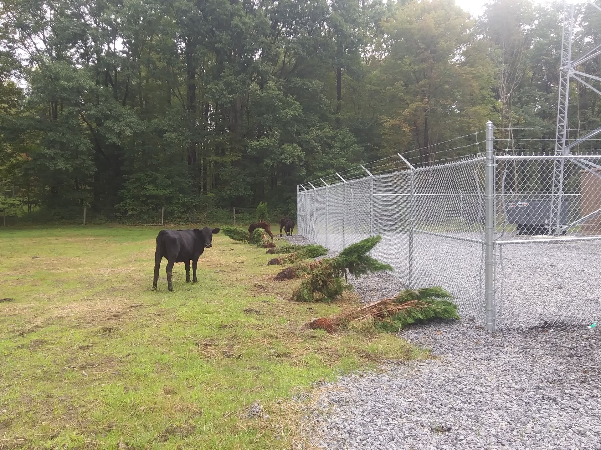 A cow is standing in a grassy field next to a chain link fence.