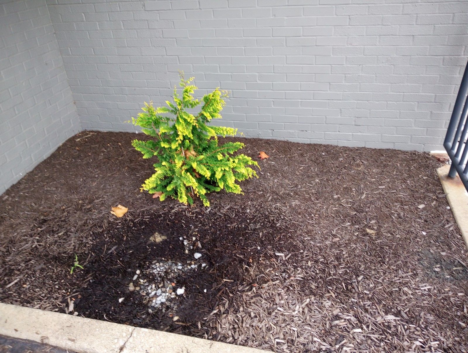 A small plant is growing out of a pile of mulch.