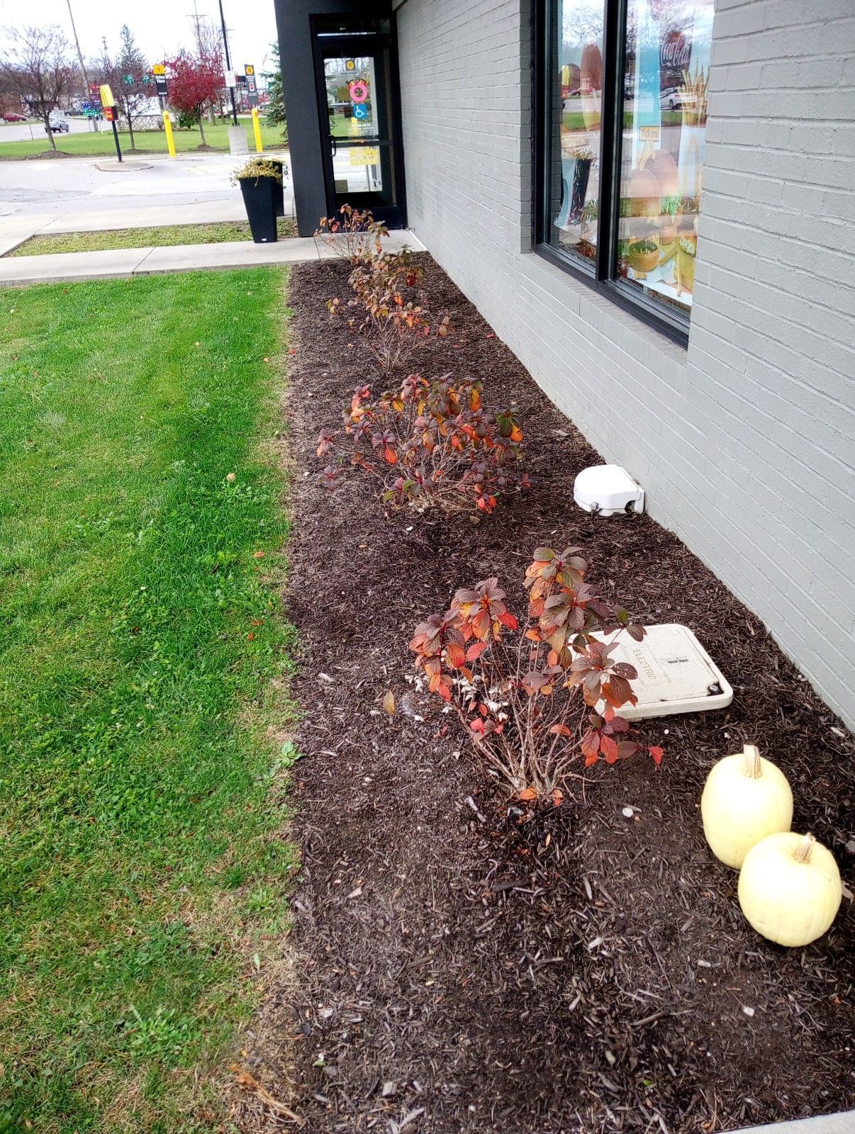 Two pumpkins are sitting in a garden next to a building.