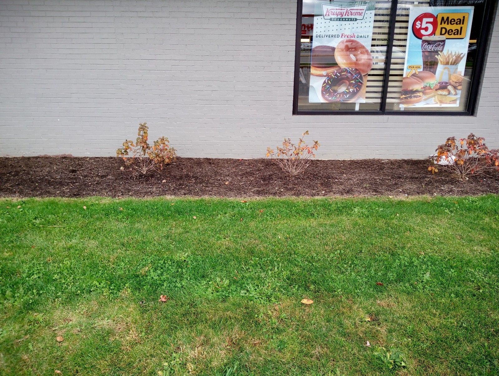 A lawn in front of a brick building with a window advertising donuts.