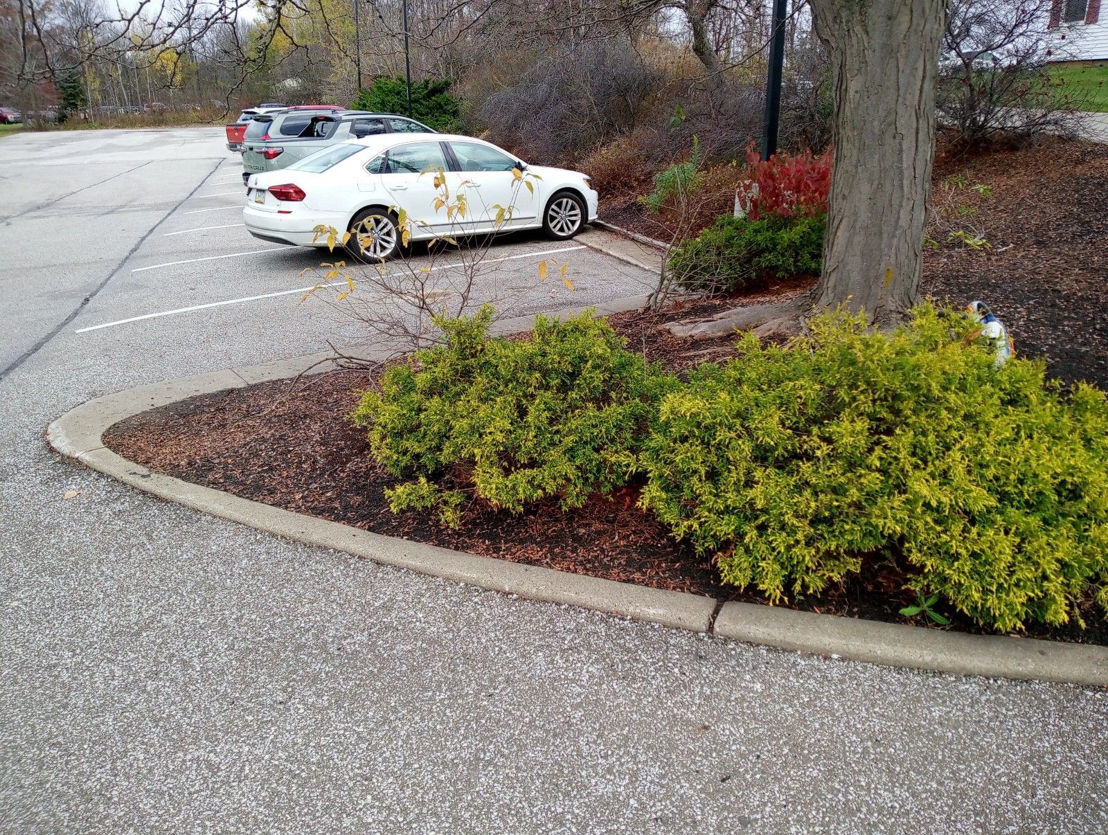 A white car is parked in a parking lot next to a tree.