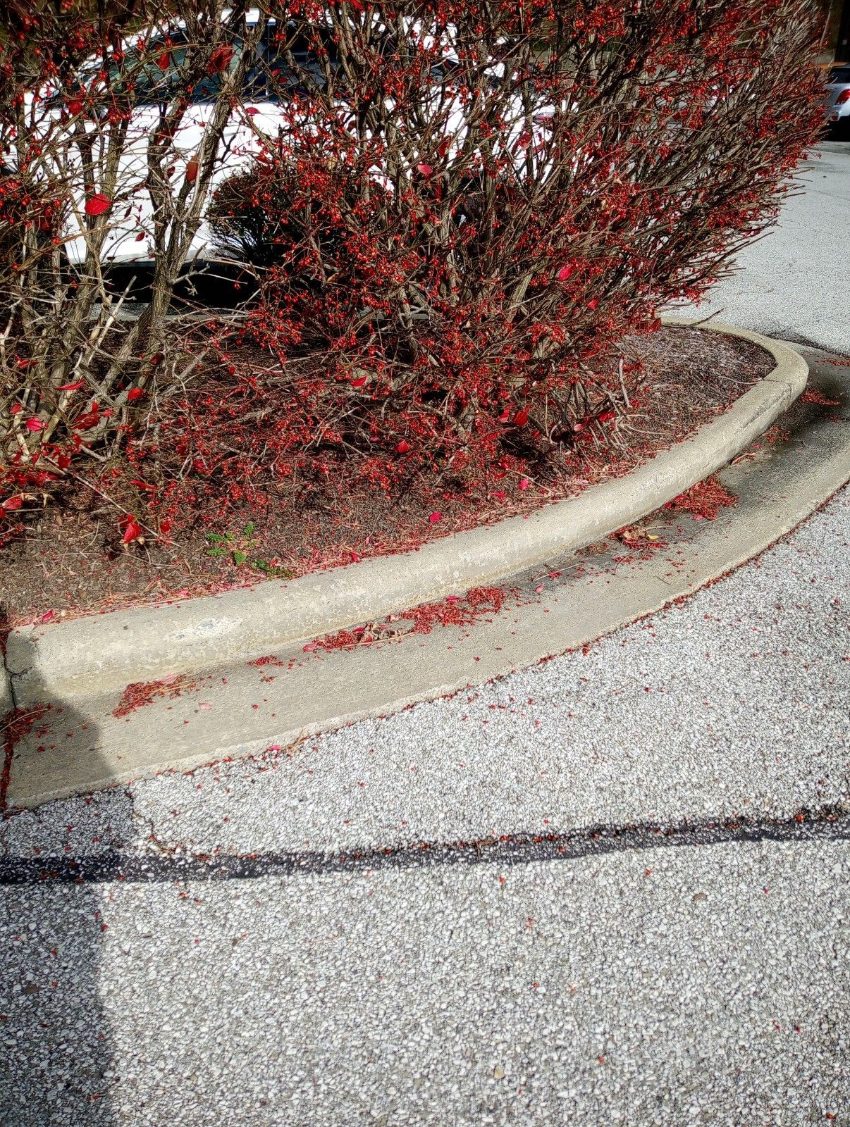 A curb with red leaves on it and a bush in the background.