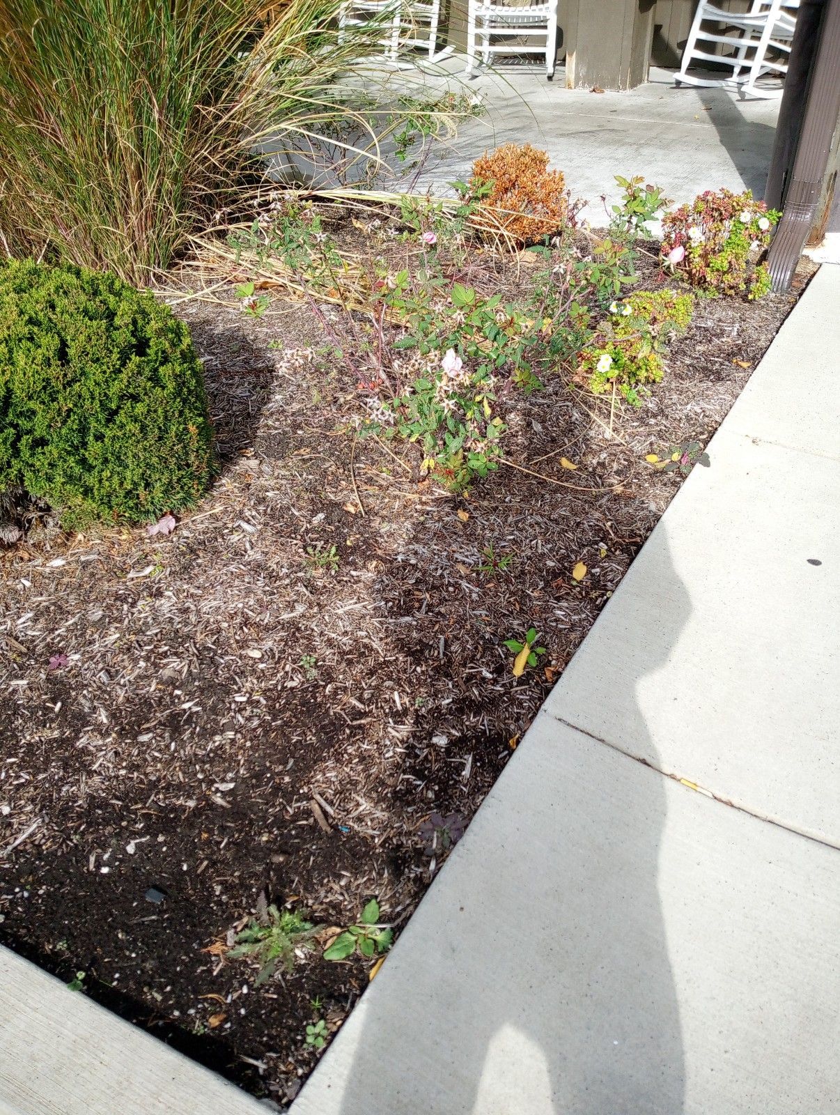 A shadow of a person is cast on a sidewalk next to a garden.