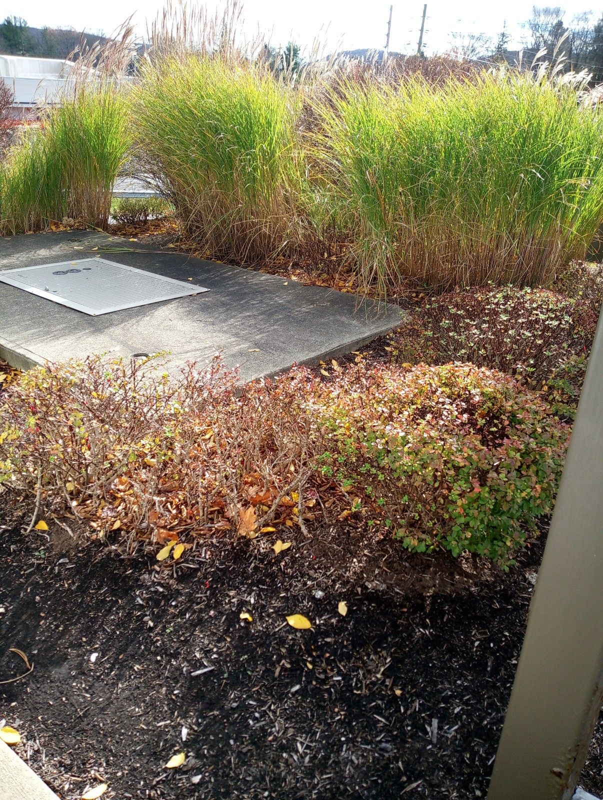 There is a concrete walkway in the middle of a garden.