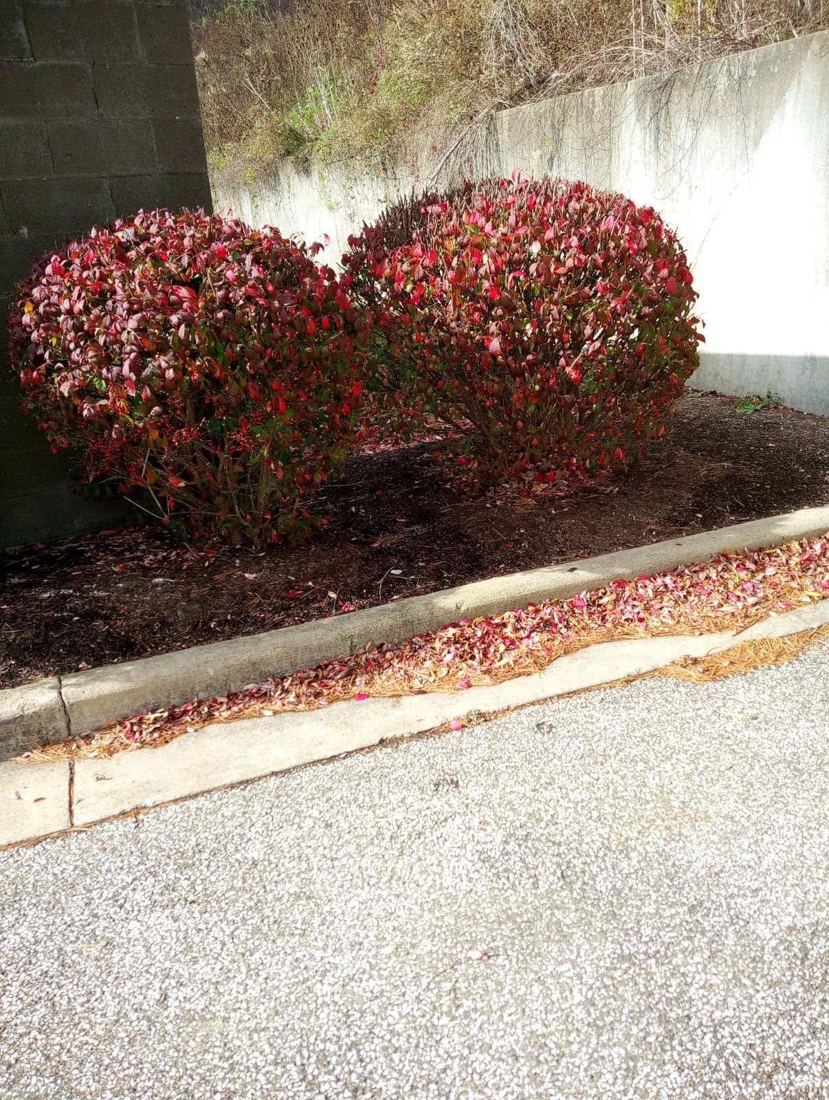 A couple of bushes sitting on the side of a road next to a curb.