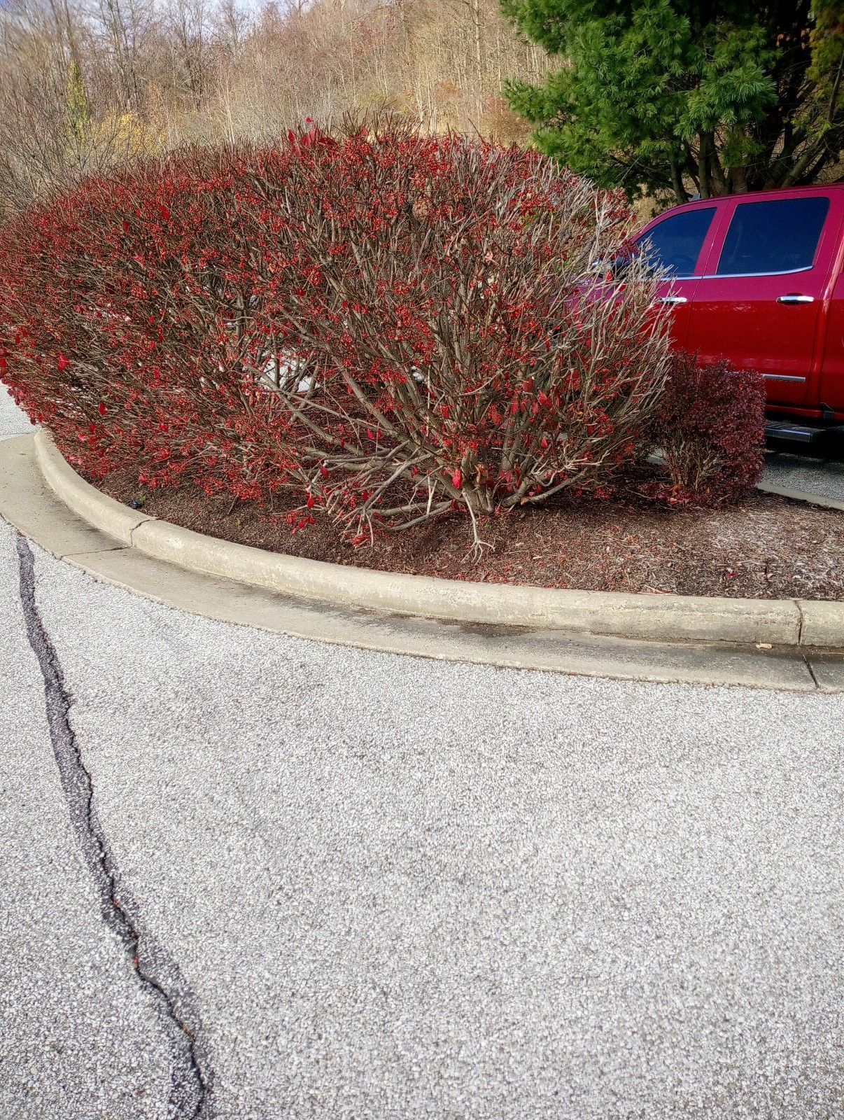 A red truck is parked next to a bush on the side of the road.