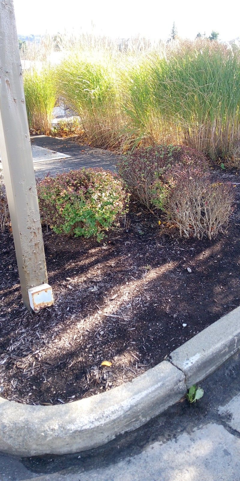 A concrete curb is sitting next to a tree in a garden.