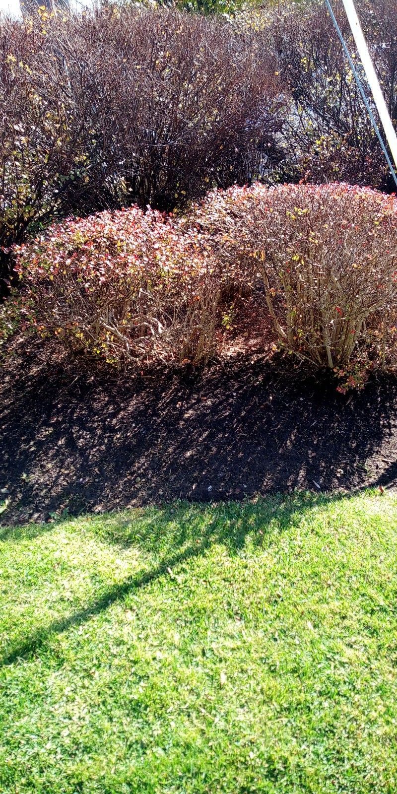 A person is cutting a hedge in a yard with a lawn mower.