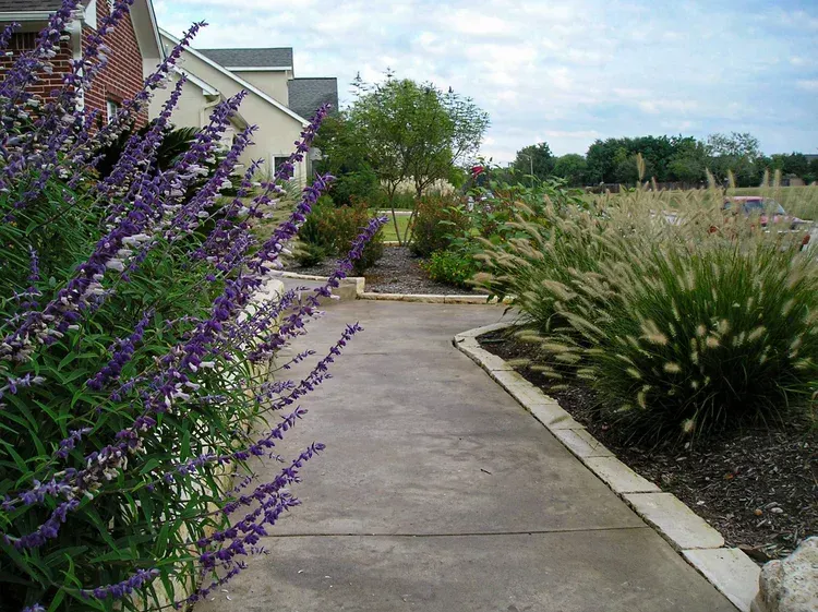 Concrete path through landscaped garden with purple flowers and tall grasses.