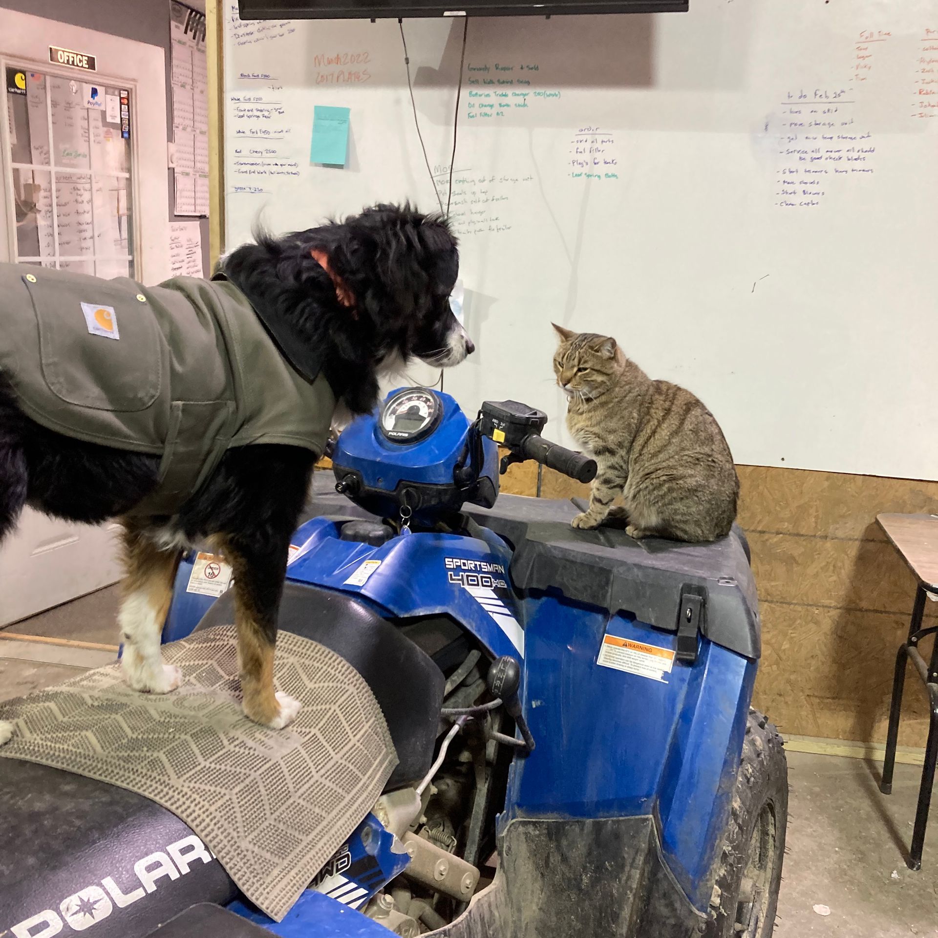 A dog and a cat are standing on a polar atv