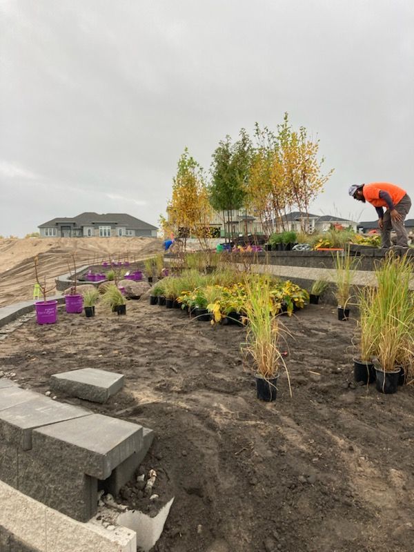 A man is planting plants in a garden.