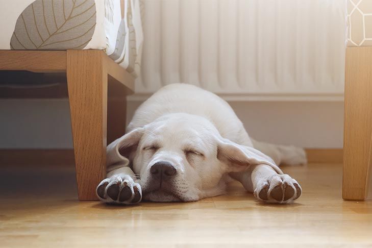 a puppy lying on a hardwood floor installed by professional hardwood installers in Poland