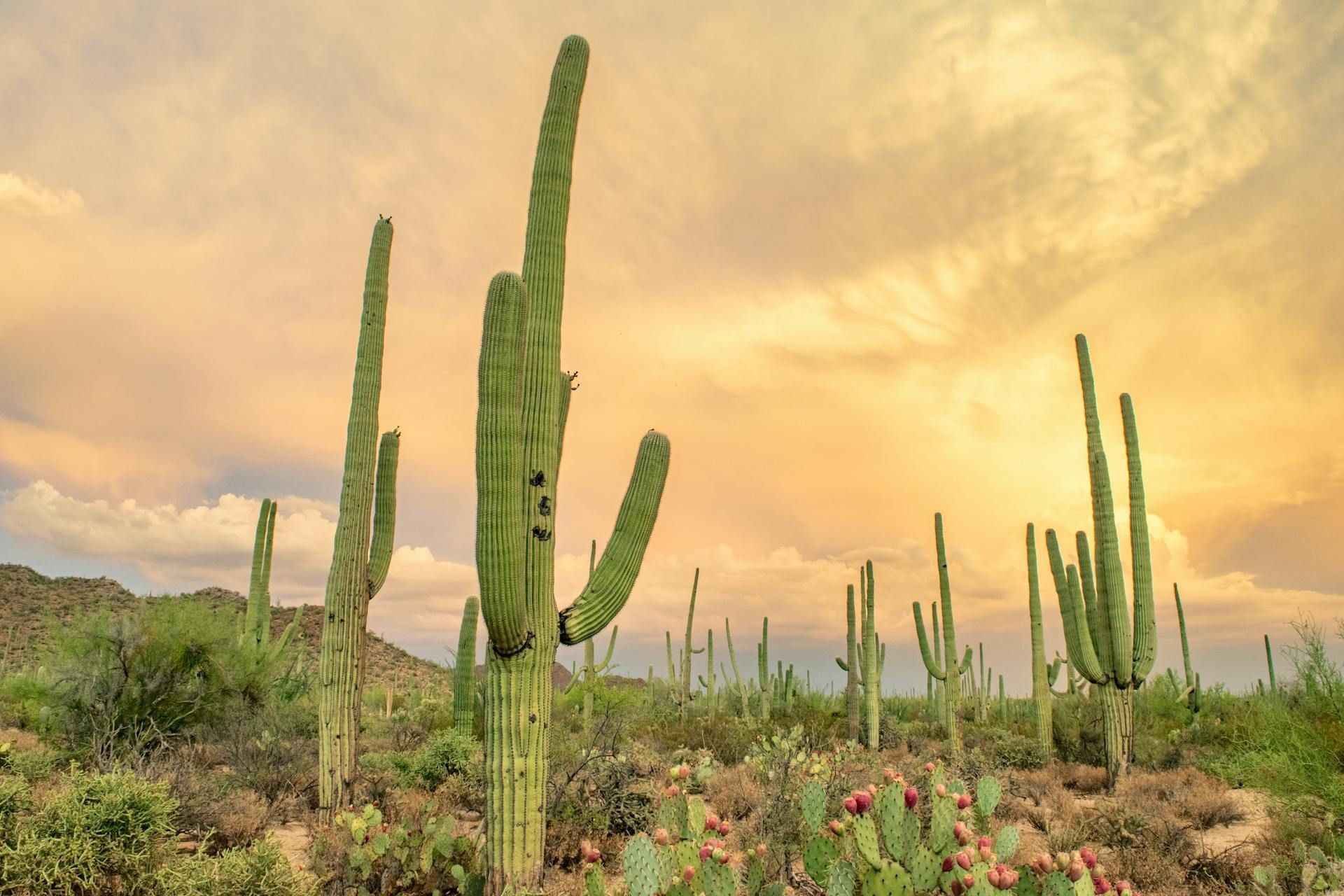 A row of saguaro cactus growing in the desert at sunset.