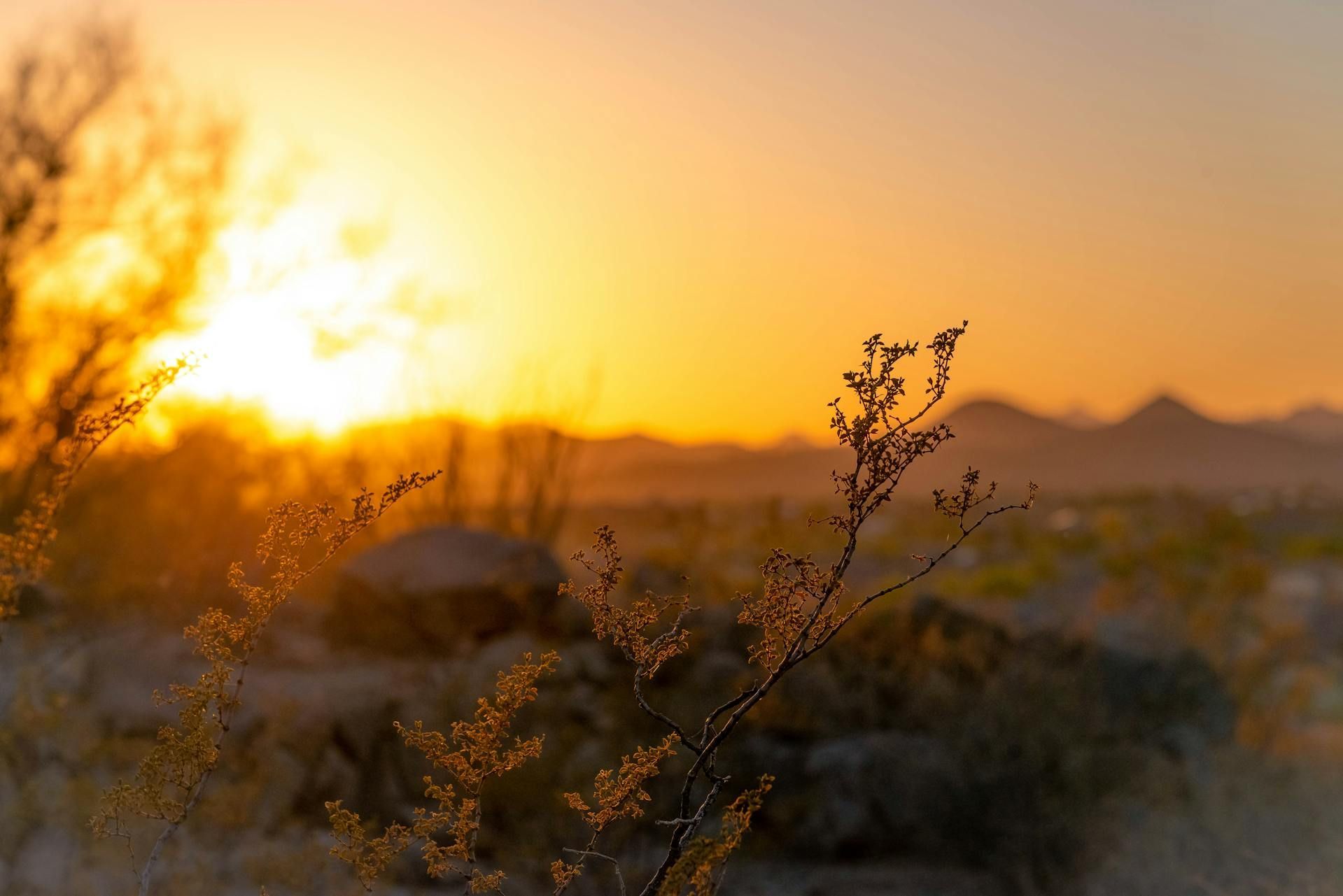 A sunset in the desert with a plant in the foreground.
