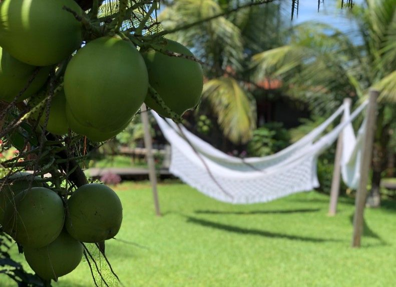 Uma rede está pendurada em um coqueiro em um jardim.