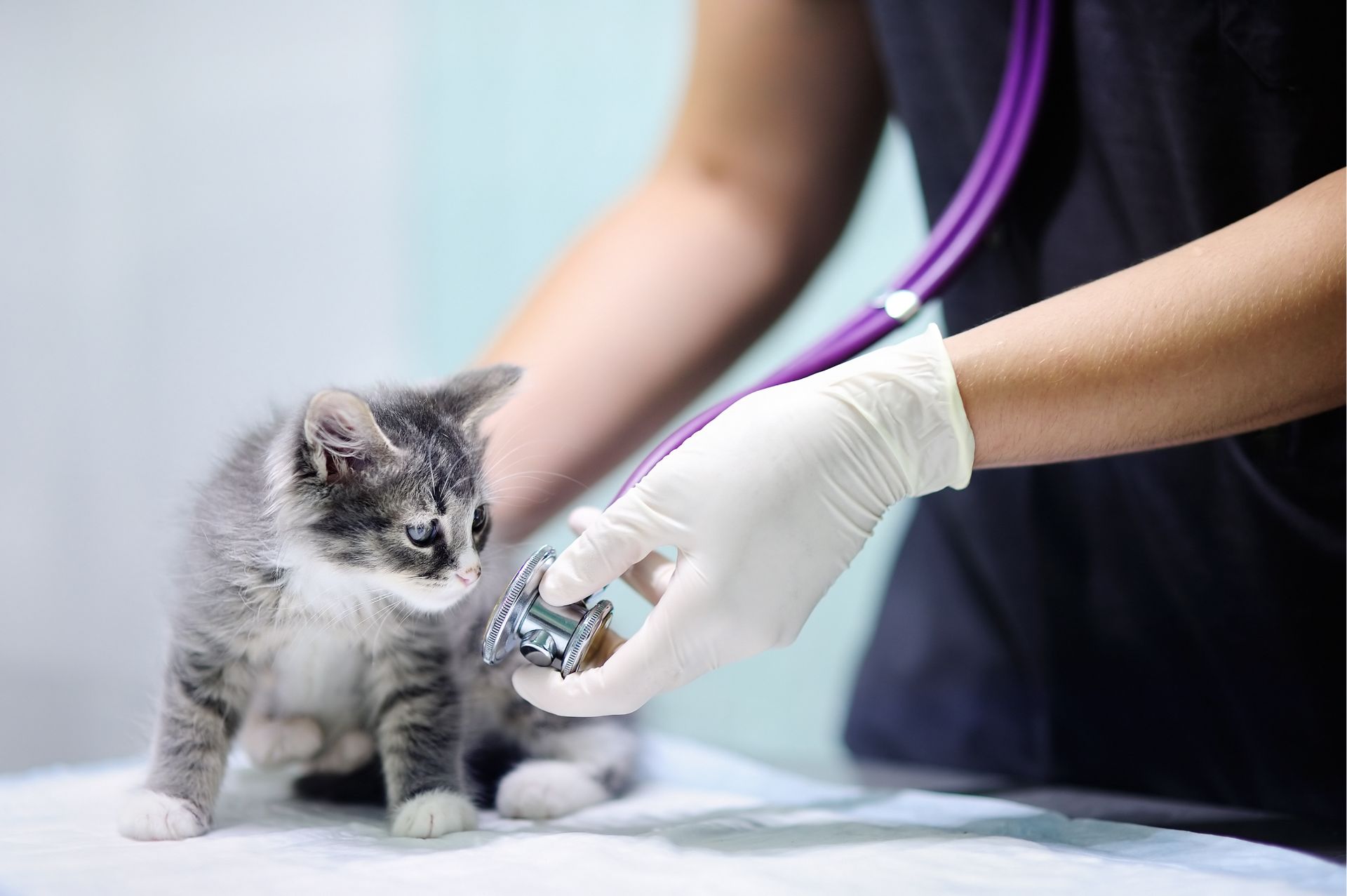 visite veterinarie specialistiche