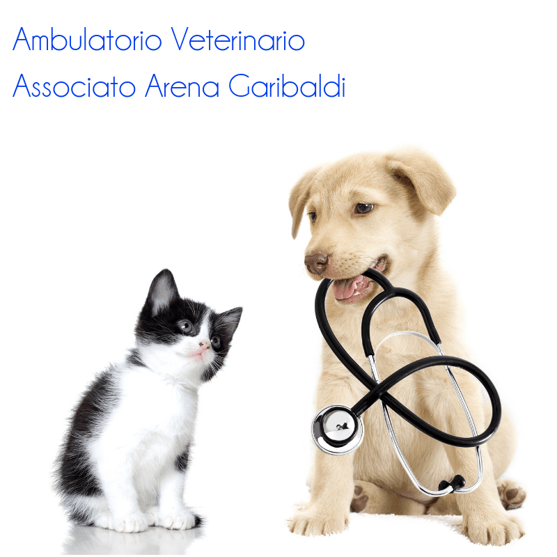 chirurgia per animali