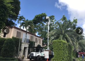 Commercial Tree Removal — Lantana, FL — Countywide Tree Service