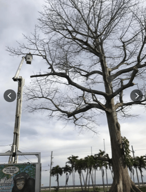 Old Tree Without Leaves — Lantana, FL — Countywide Tree Service