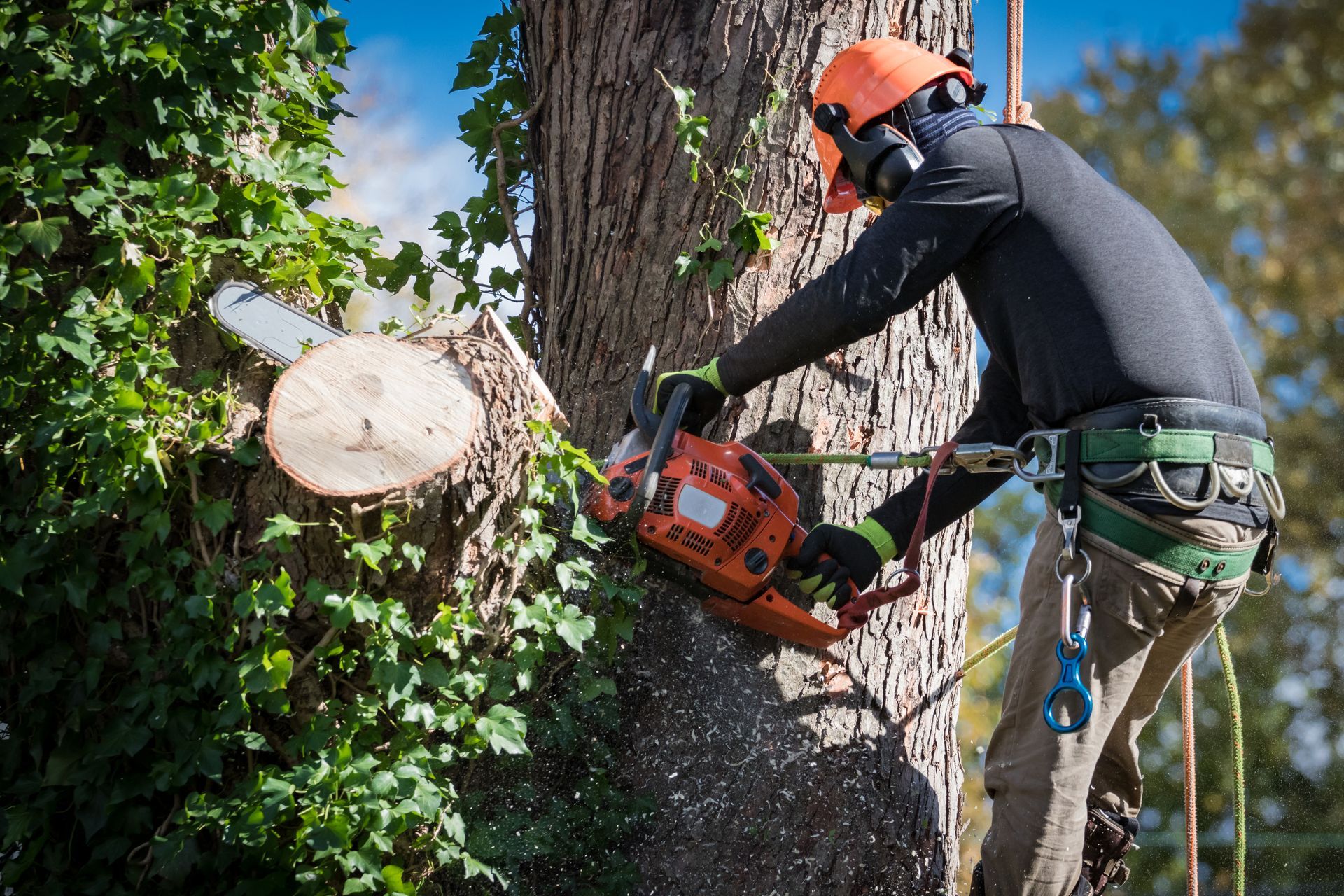 A man in a safety harness and helmet cuts down large tree sections with a chainsaw