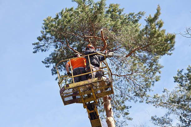 Tree care workers trim pine branches using bucket lift, professional arborist pruning service height.