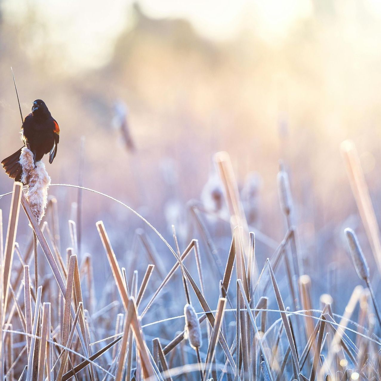 Astrid Kaiser - Inner Work und Mindful Business Coaching - Coaching für Hochsensible und Introvertierte Menschen