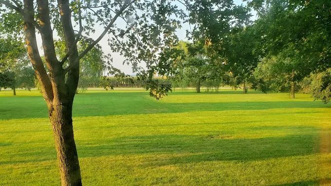 A tree in the middle of a lush green field with trees in the background.